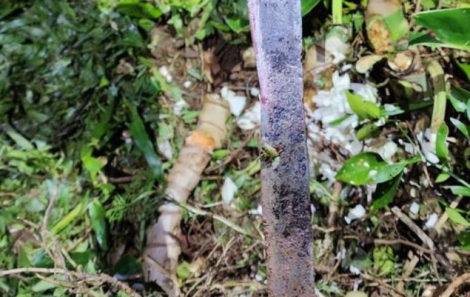 Polícia Civil divulga detalhes do assassinato de mulher em Maravilha