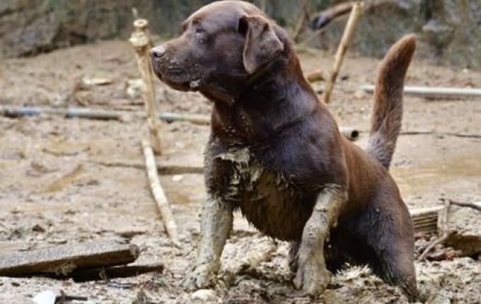 Equipe do CBMSC localiza 10 vítimas entre os escombros em Petrópolis