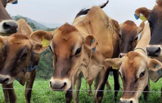 Região concentra 47% das propriedades livres de brucelose e tuberculose de SC