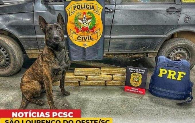 Cerca de 14 Kg de maconha são apreendidos em São Lourenço do Oeste