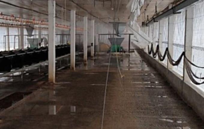 Granja no RS é desinfectada e começa prazo de 28 dias para se tornar livre da gripe aviária