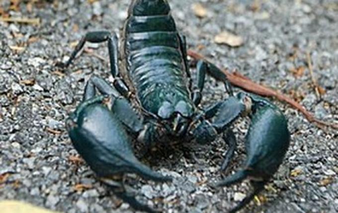 Setor Epidemiológico de Descanso registra casos de acidentes com escorpiões