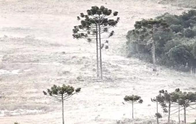 Geada cobre vegetação em amanhecer abaixo de -2ºC na Serra de SC