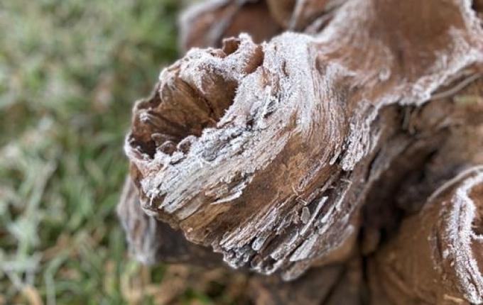 FOTOS: Internautas registram geada em São Miguel do Oeste