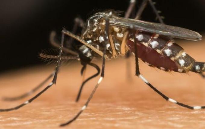 Governo do Estado autoriza repasse de mais de R$ 15 milhões para combate à dengue