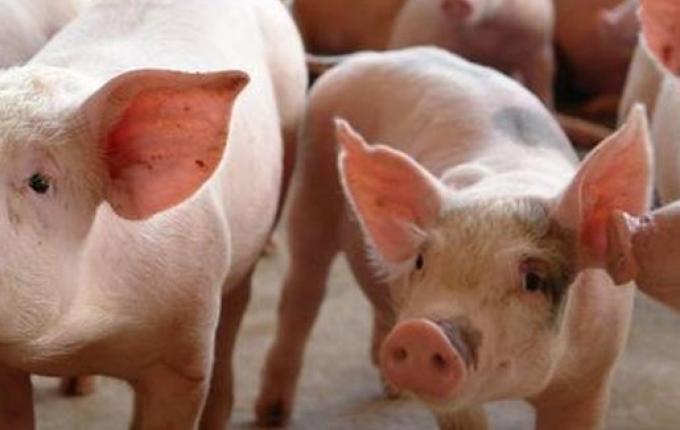 ACCS tem expectativa para início das exportações para a Coreia do Sul no segundo semestre