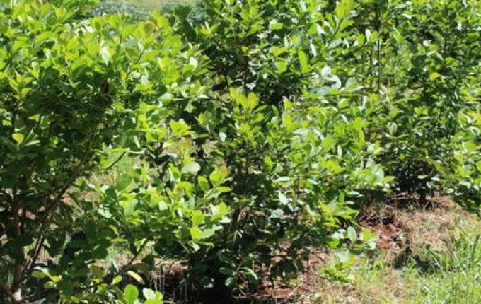 Clima interfere no desenvolvimento e na qualidade dos ervais