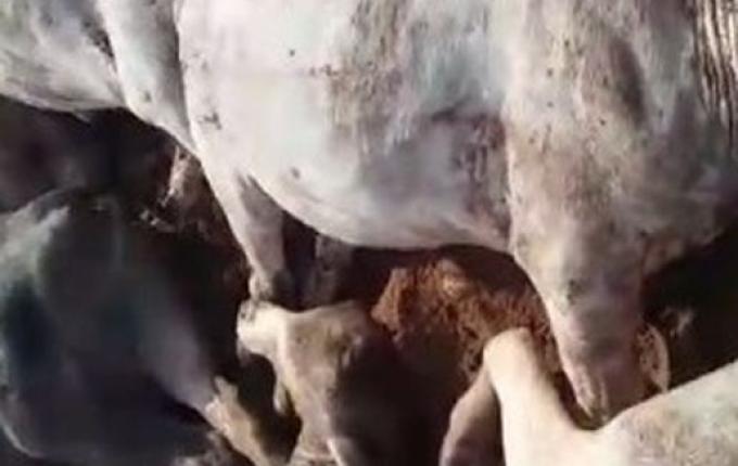 Raio mata 30 cabeças de gado e proprietário dos animais no Paraná