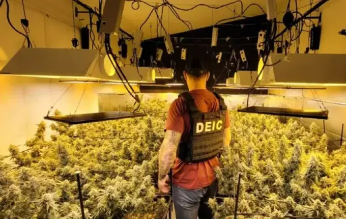 Preso por plantar supermaconha em SC diz que estudou bastante sobre cultivo da droga