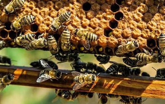 Uso de agrotóxicos em lavouras ameaça criação de abelhas