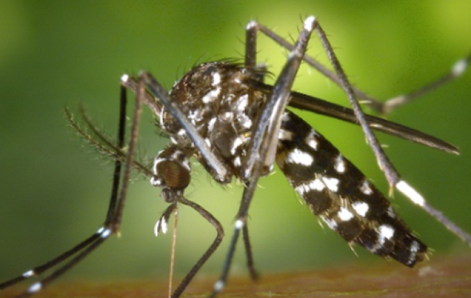 Caibi registra seis casos confirmados de dengue contraídos dentro do município