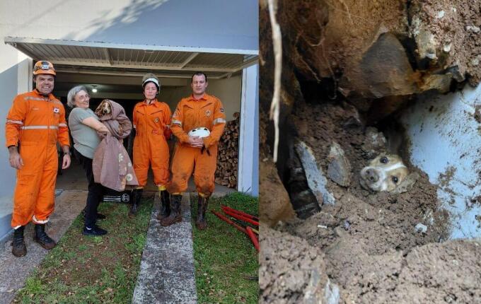 Cachorro é resgatado com vida após passar mais de 20 horas sob escombros de muro em Concórdia
