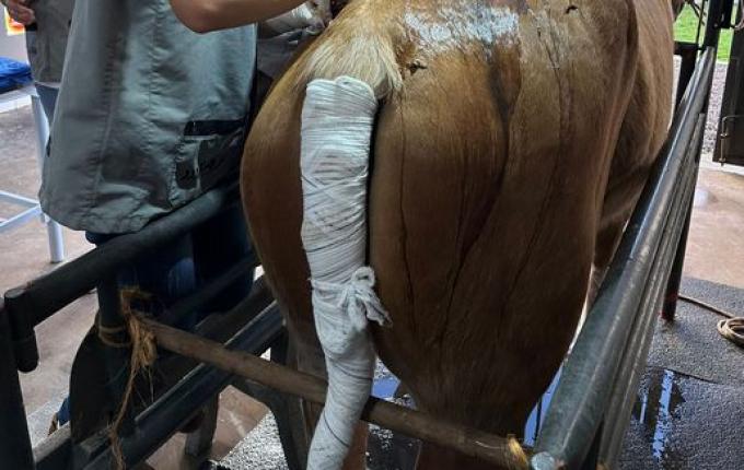 Curso de Medicina Veterinária da Uceff inova no implante de pele de Tilápia em Equino