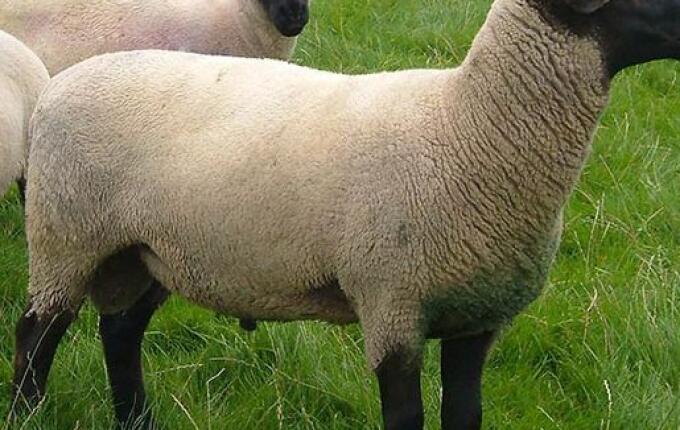 37 propriedades do Extremo Oeste aderem à programa de assistência para fortalecer criação de ovinos