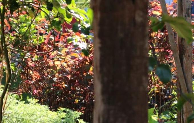 Município contabiliza cerca 1,5 mil casos de Dengue