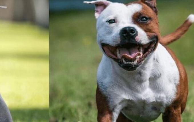 Governo de SC impõe restrições à criação e circulação de pit bulls