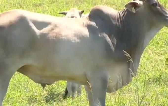 Itapiranga apresenta resultado positivo em transferência de embrião em gado de corte