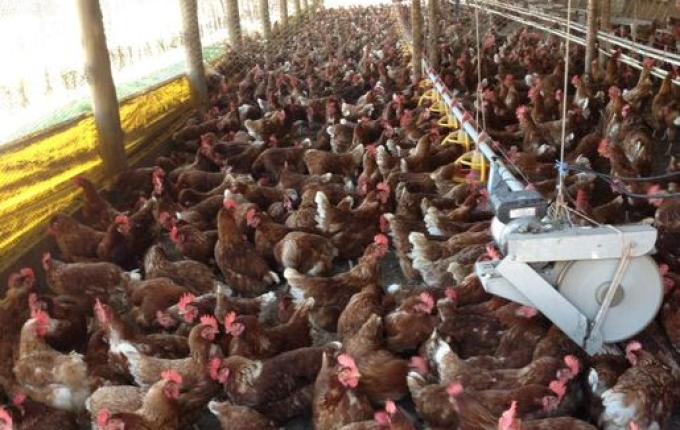 Preço dos ovos registra alta para o consumidor e também ao produtor