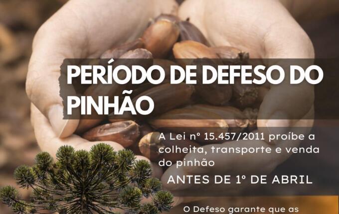 Colheita de pinhão segue proibida em Santa Catarina até abril