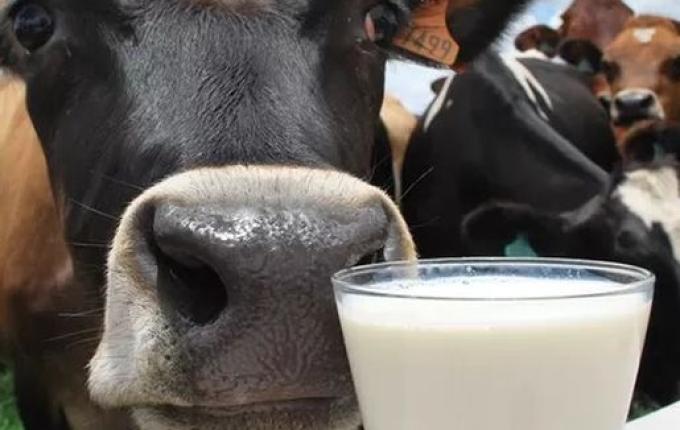Produtores e indústrias de SC alertam para colapso no setor leiteiro