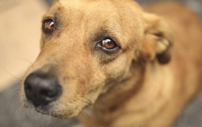 Homem é condenado por maus-tratos a animal em São Miguel do Oeste