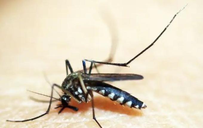 Campo Erê confirma primeira morte por dengue