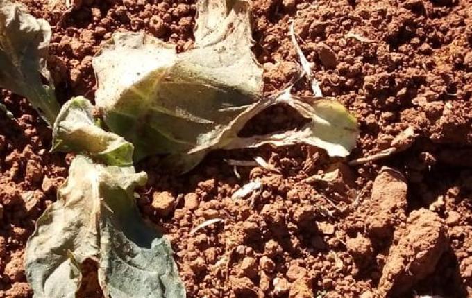 Clima prejudica desenvolvimento da plantação de tabaco na região Oeste catarinense