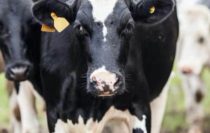 Cidasc confirma caso de raiva em Bandeirante e emite alerta de vacinação