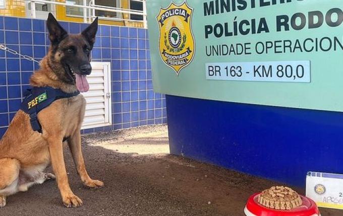 Cão farejador Bili se aposenta da PRF após 9 anos de bons serviços
