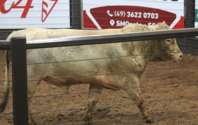 Leilão no Extremo Oeste vende 40 touros e destaca avanço da genética bovina