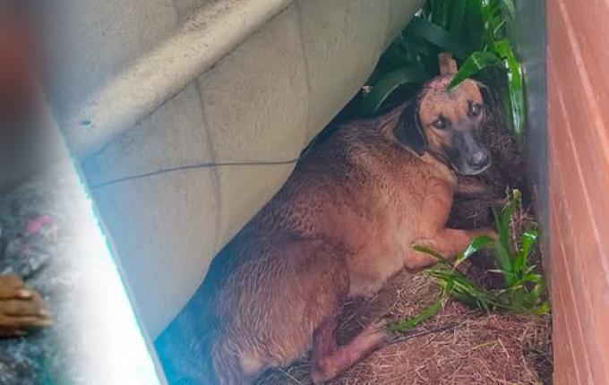 Morador denuncia atropelamento de cachorro na Willy Barth