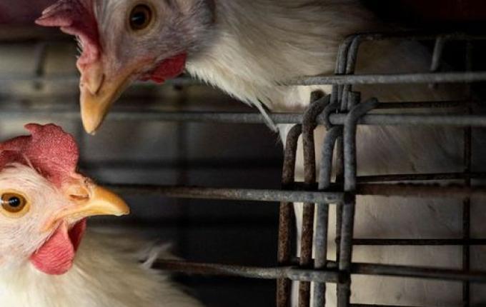 Gripe aviária leva Brasil a decretar emergência zoossanitária
