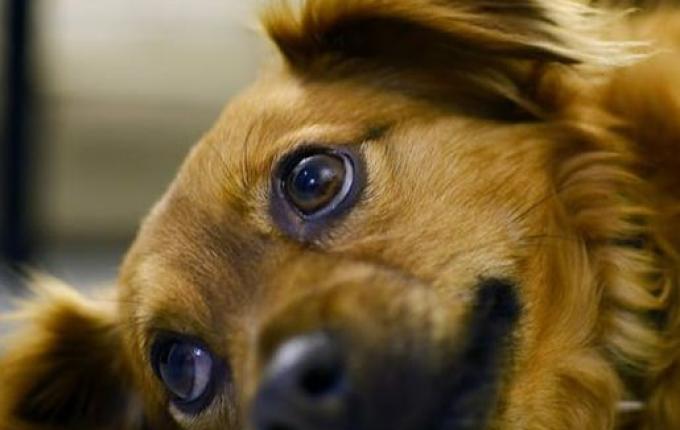 Cadelinha morre envenenada em SMO e Polícia Ambiental investiga caso