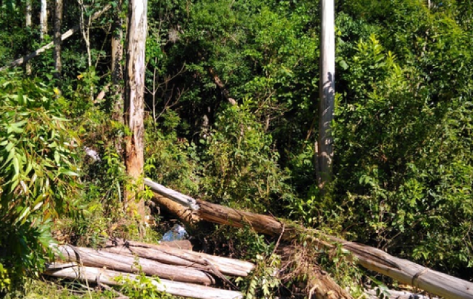 Homem morre atingido por árvore de eucalipto