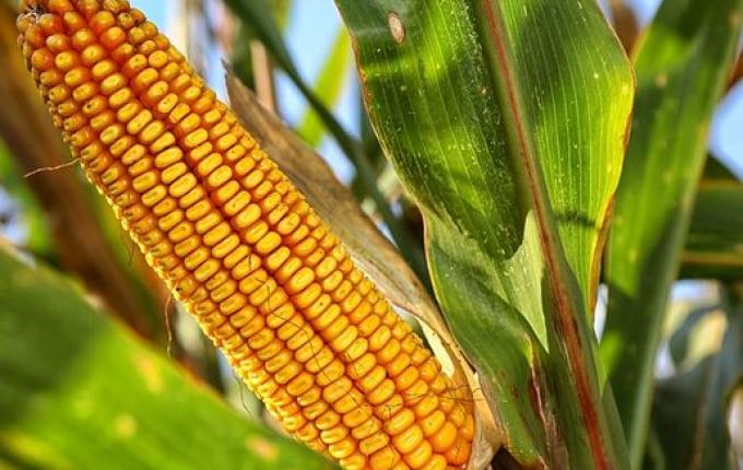 Epagri regional orienta agricultores antecipar plantio de grãos