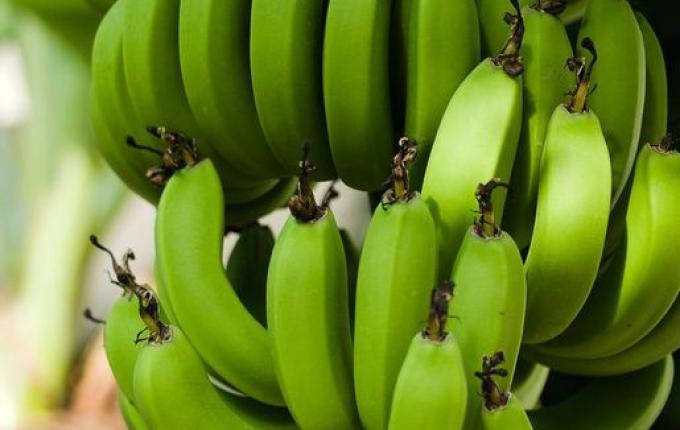 Estudo mostra que comer uma banana verde por dia ajuda a evitar uma série de cânceres