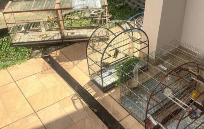 Polícia apreende aves silvestres mantidas em cativeiro em Mondaí