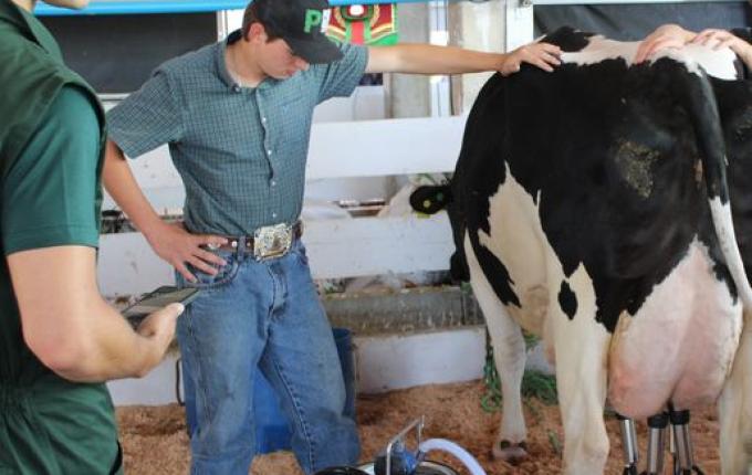 Primeira ordenha do Torneio Leiteiro é realizada na Faismo 2025