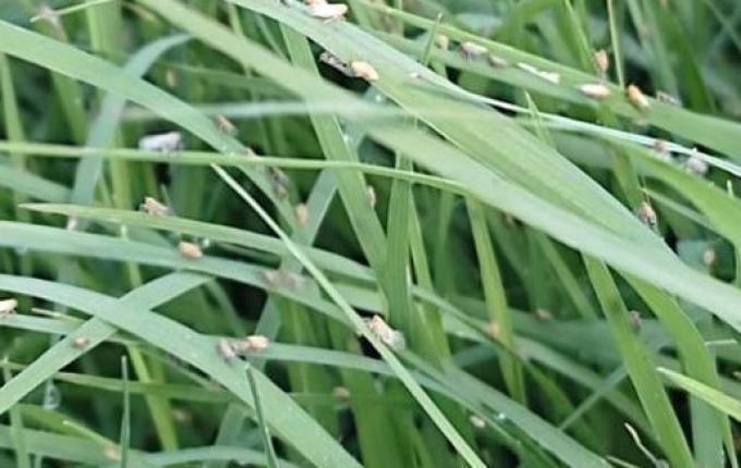 Incidência da cigarrinha-do-milho continua crescendo em lavouras de SC