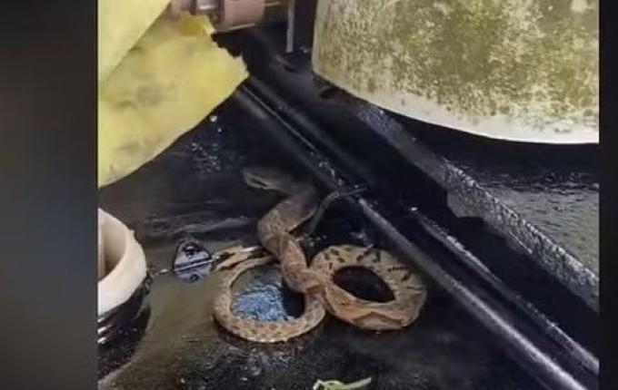 Biólogo usa óleo de cozinha para conseguir soltar jararaca presa a tinta fresca em SC