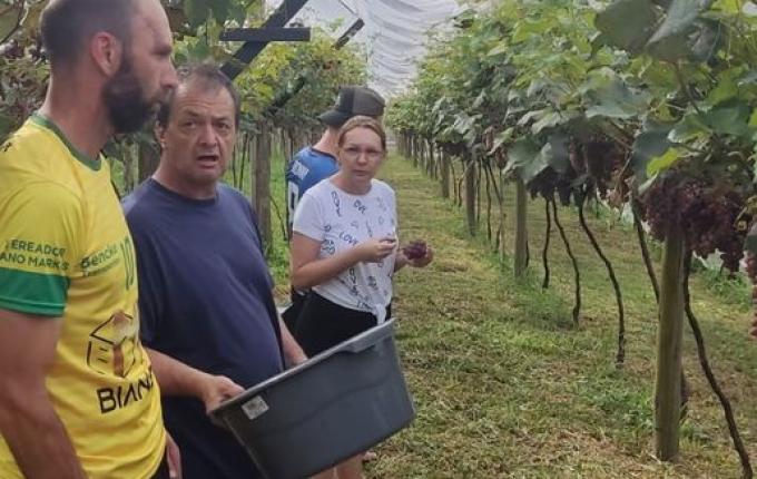 Produtor comemora safra da uva em Guarujá do Sul