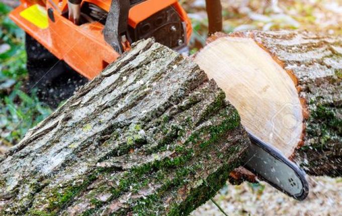 Instrutor do Senar orienta sobre regularização de motosserras