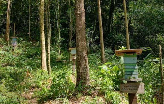 Santa Catarina terá política de incentivo aos apicultores e meliponicultores