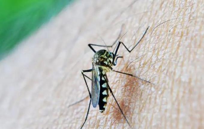 Santa Catarina passa de 100 mortes por dengue em 2024