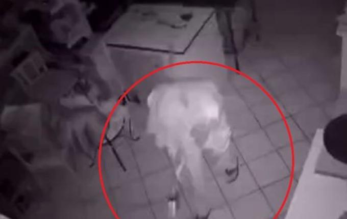 SMO: Homem invade hamburgueria, tenta fazer sanduíche e foge com dinheiro e 12 kg de queijo