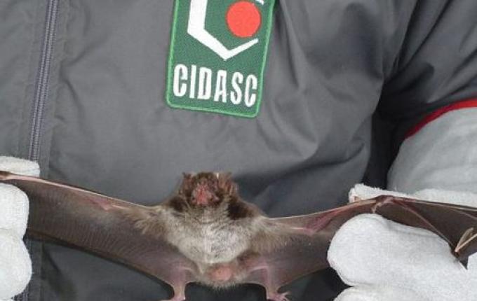 OUÇA: Casos de raiva geram preocupação em Santa Catarina