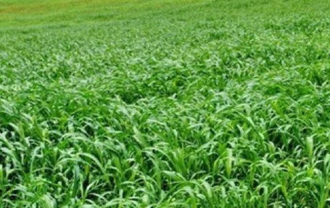 Temperaturas elevadas exigem alternativas para manter qualidade das pastagens