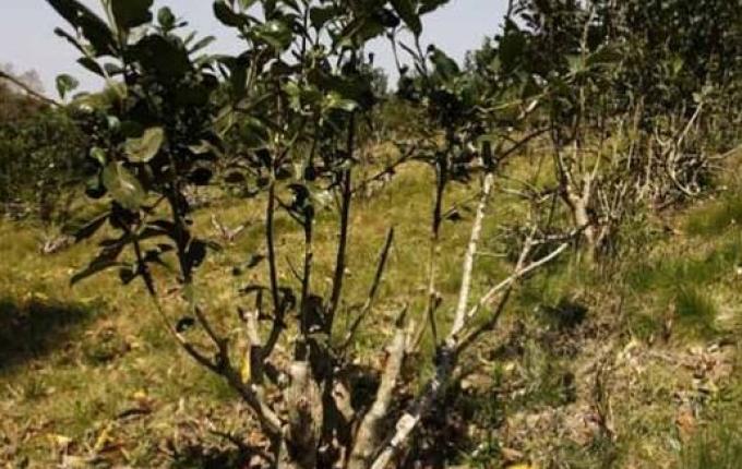 Denúncia aponta trabalho escravo de adolescentes no corte de erva-mate