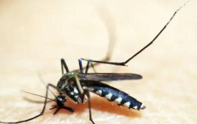 SC vê explosão nos casos de chikungnya, enquanto dengue diminui