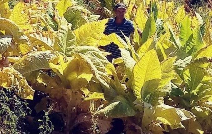 Presidente da Afubra faz avaliação positiva da safra de fumo 2022/2023